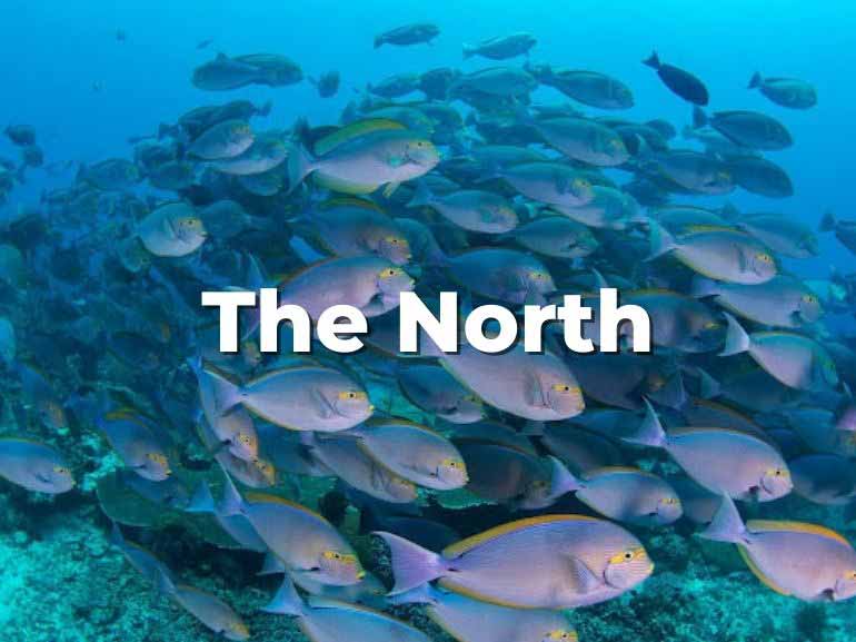 north komodo diving