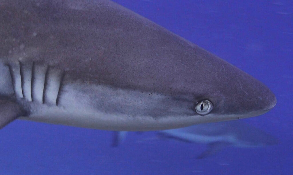 Reef Shark