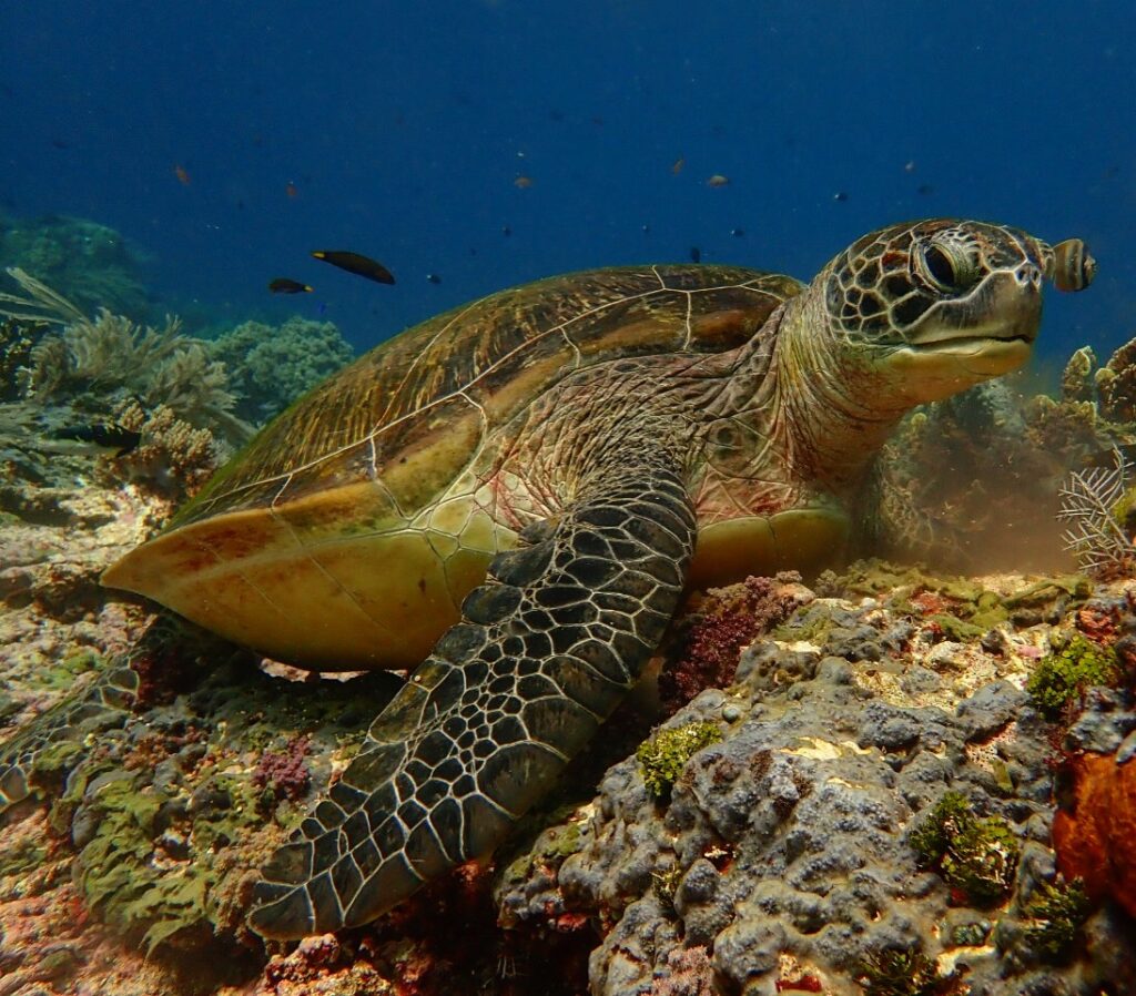 Green Turtle