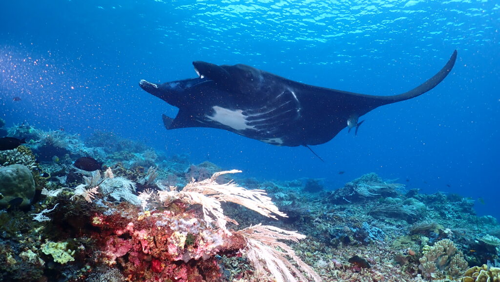 Booking Komodo