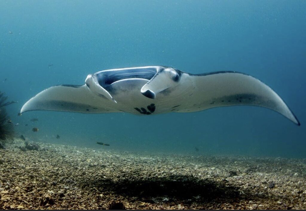 manta point komodo